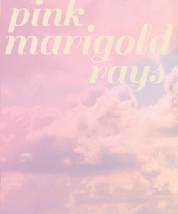 Pink Marigold Rays
